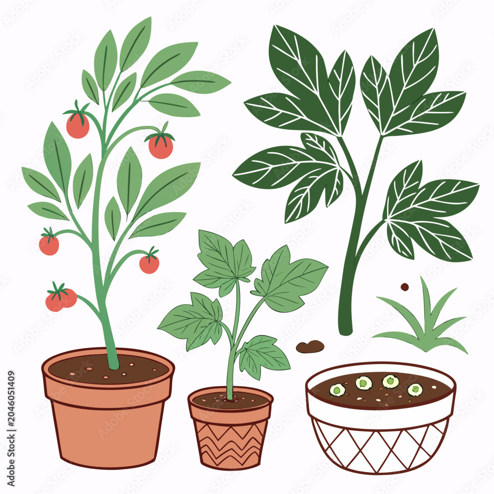 Fototapeta premium Hand drawn cartoon tomato plants growing with red tomatoes and green leaves in pots isolated vector art.