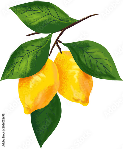 Lemon Branch Textured Hand Drawn Illustration