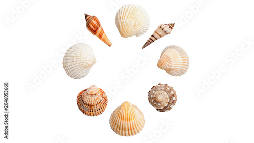 Foto Various beautiful sea shells  layout circle composition isolated on transparent