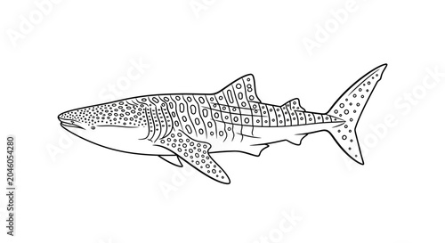 Bilde på lerret Whale Shark Outline Drawing - Rhincodon Typus