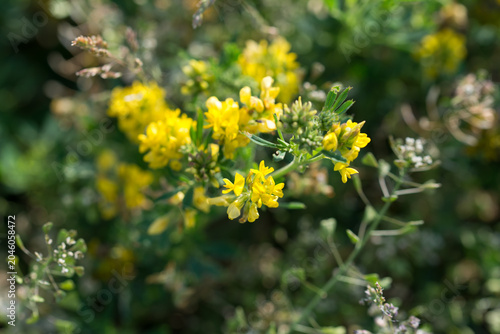 yellow lucerne, 
Medicago falcata flowers closeup selective focus