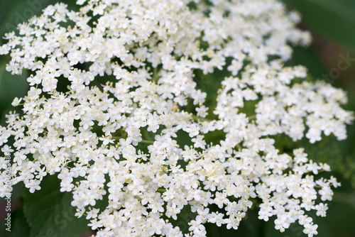 elderberry,
Sambucus nigra flowers closeup selective focus