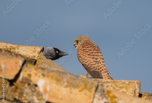 Lesser Kestrel -Falco naumanni confronting a Western Jackdaw (Coloeus monedula) at a rooftop nesting site in El Taray, Spain. Captured wildlife interaction showcasing breeding behavior and coexistence