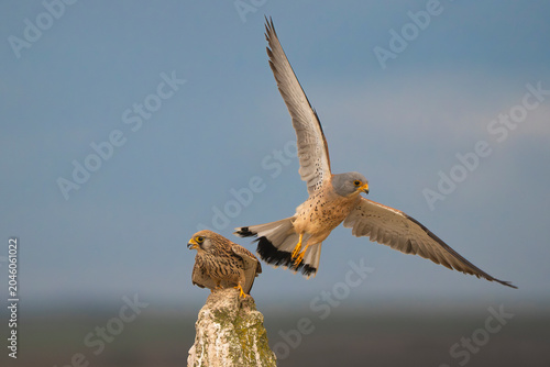 Pair of Lesser Kestrels -Falco naumanni at El Taray, Spain, perched and landing on weathered post against  soft blue sky. Wildlife scene showcasing this graceful falcon species in its natural habitat.