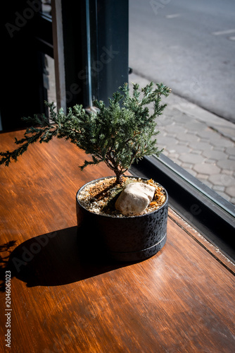 Small juniper bonsai tree in a black pot on a wooden table by the window with morning sunlight.