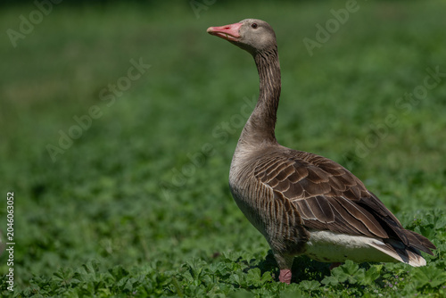 This close-up captures the detailed plumage and alert posture of a greylag goose standing in a vibrant green meadow, showcasing its natural habitat