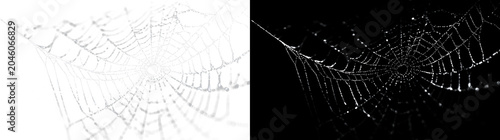 Foto Creepy spider web in dark abandoned forest with windy atmosphere, dusty tangled