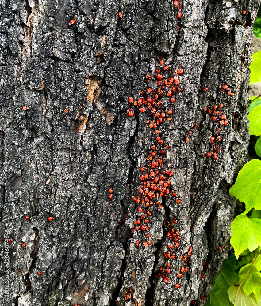 Φωτογραφία The image shows red wingless bugs, also known as soldier bugs