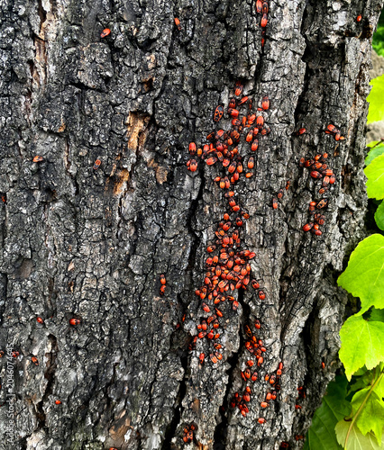 Foto The image shows red wingless bugs, also known as soldier bugs