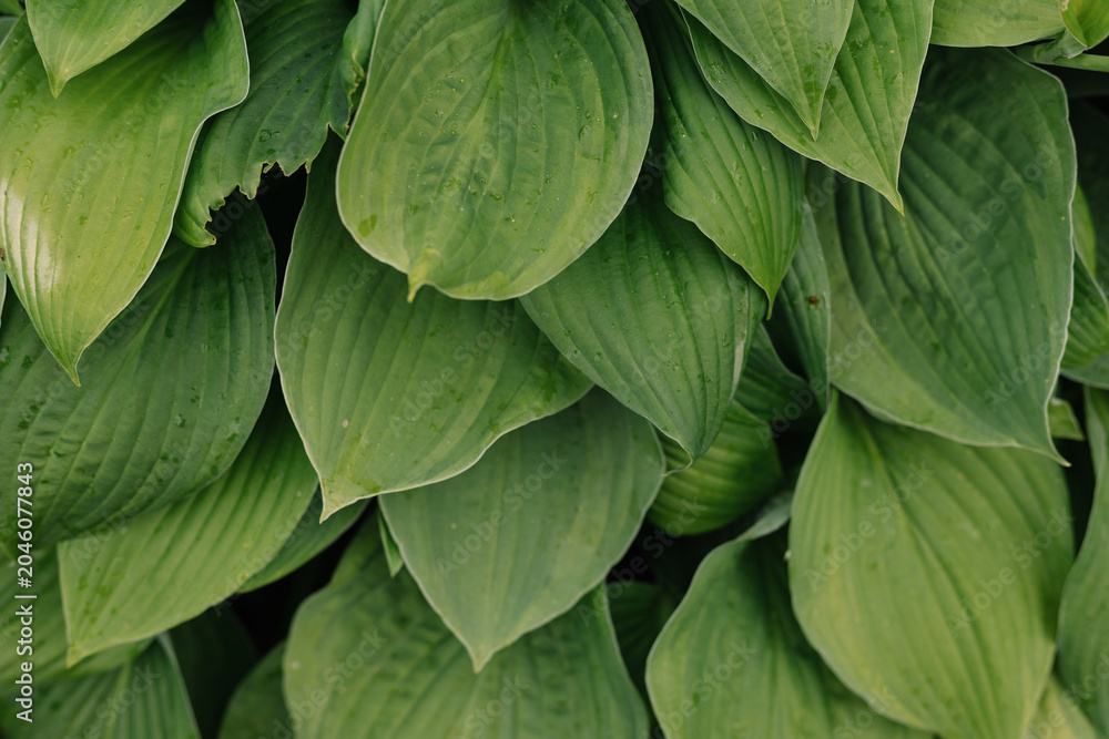 Obraz premium green leaves, close‑up. background, texture