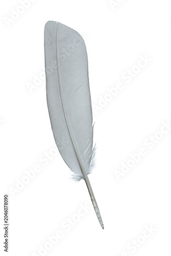 bird feather