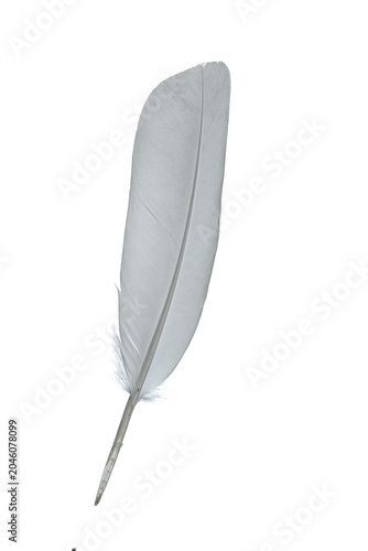 feather