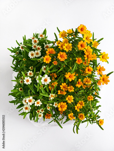 Top View of Mixed Orange and White Zinnia Flowers Blooming in White Pot on White Background