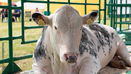 A white and black spotted cow with ear tags and a nose ring lies calmly inside a green metal pen, with grass, fencing, and a blurred outdoor farm background