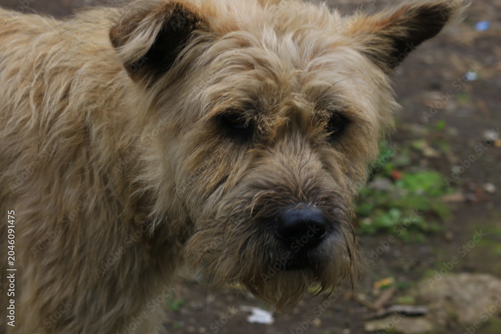 Naklejka premium Close up portrait of a scruffy stray dog with long brown fur looking sad outdoors at the park.
