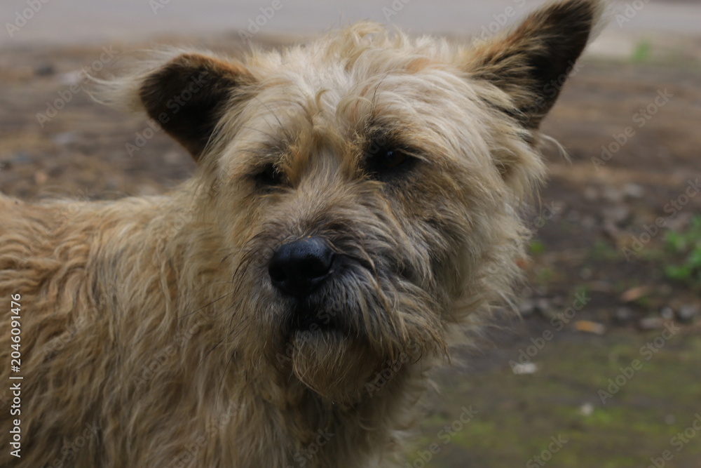 Naklejka premium Close up portrait of a scruffy stray dog with long brown fur looking sad outdoors at the park.