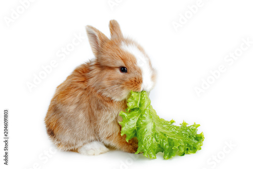 a very small cute bunny eating a lettuce leaf is isolated on a white background