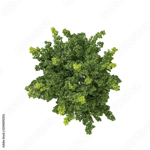 Fotografie 3D rendering of Acer tree on transparent background from the top view