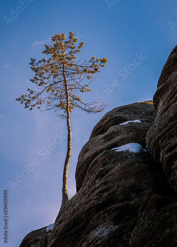 Pine tree growing from rock in winter landscape