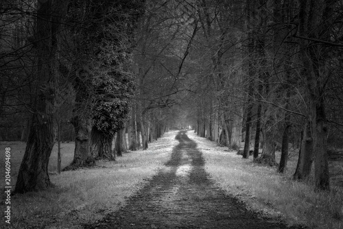 Forest path vanishing into distance through an alley of trees