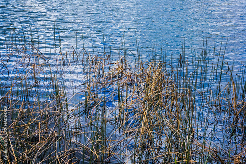 Dry reeds on rippled blue lake water