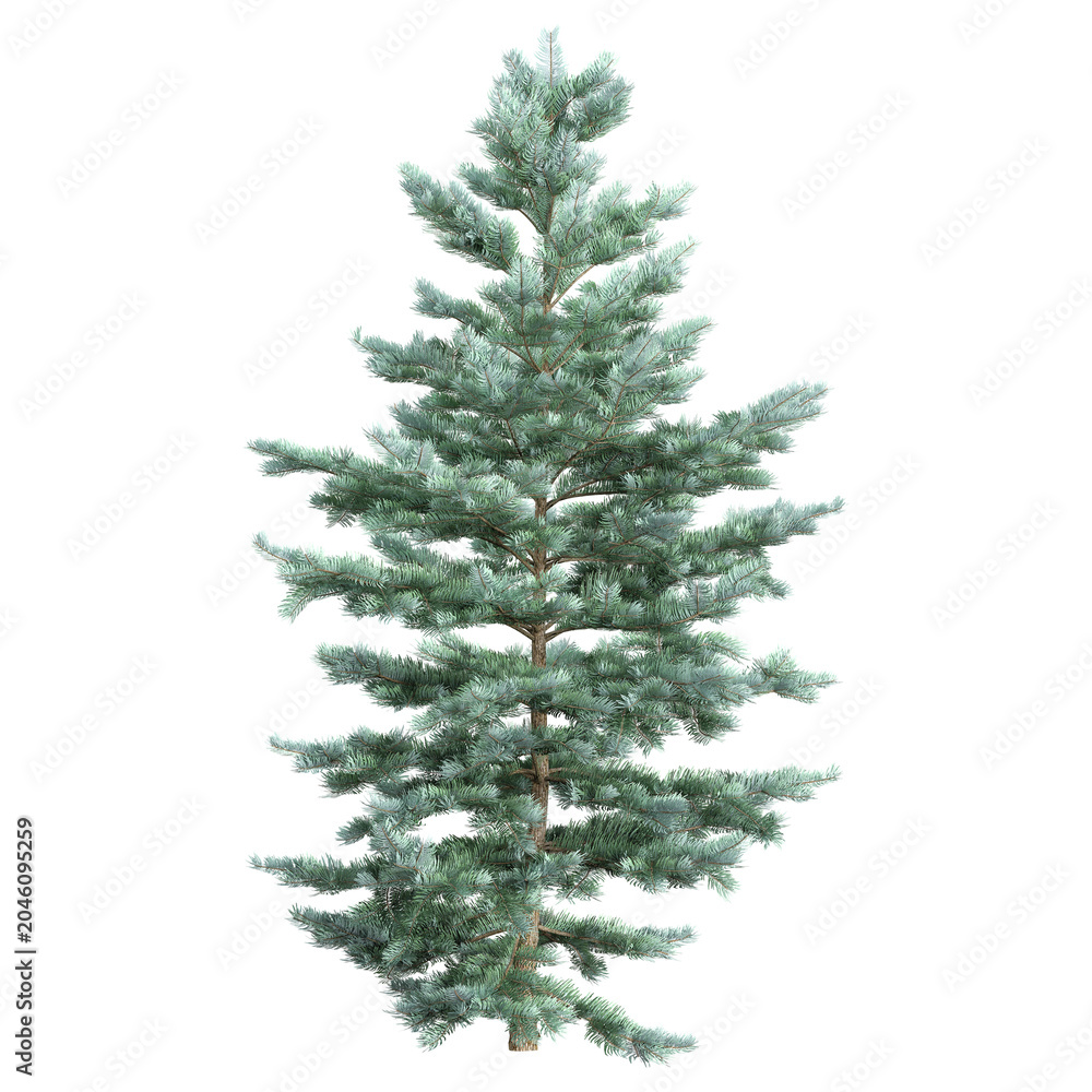 Obraz premium 3d illustration of Abies plant isolated on transparent background