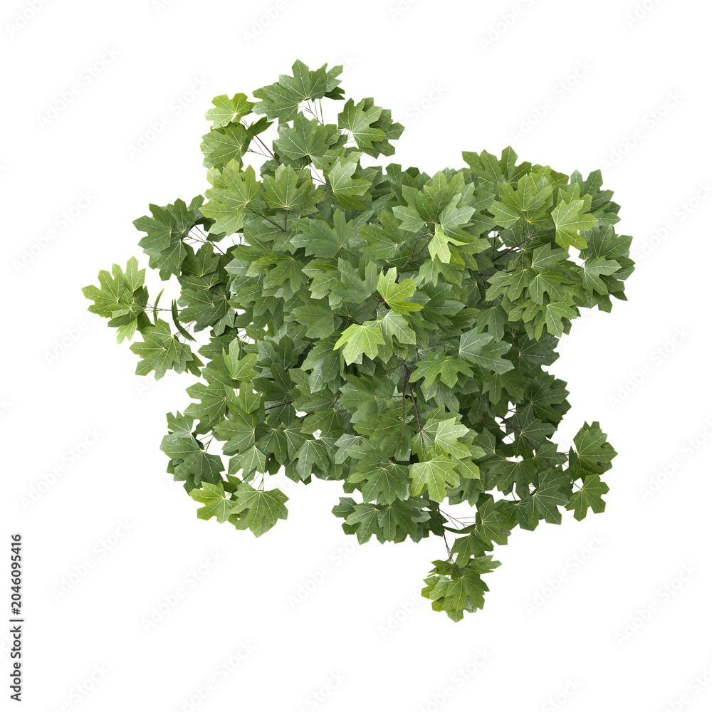 Fototapeta premium 3d illustration of Acer platanoides plant isolated on transparent background from top view