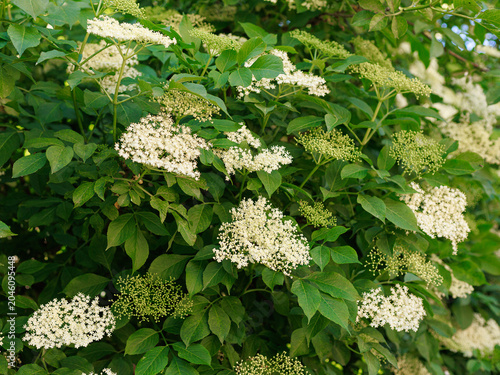 Blooming elderflower Sambucus nigra shrub covered with white flower clusters. Concept of medicinal plants, herbal traditions and seasonal flowering.