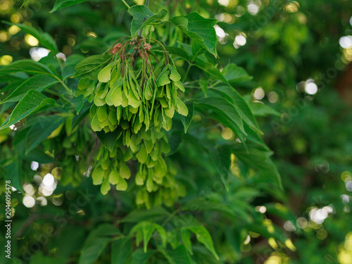 Clusters of green ash tree seeds Fraxinus excelsior hanging from branches in spring sunlight. Concept of seed dispersal, natural regeneration and seasonal plant development.