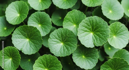 Fresh green gotu kola leaves background, centella asiatica, asiatic pennywort
