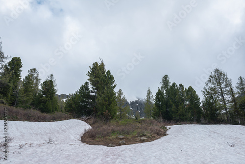 Conifer forest among snowfields on hill slope against snowy rocky range in low cloudy sky in rainy weather. Alpine scenery with beautiful coniferous trees hill among snows. Spring thaw in mountains.