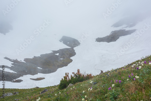 Scenic alpine view to dwarf conifer tree on grassy meadow against snowfield in mist. Small white and violet flowers in green grassland in fog in spring thaw. Flowering mountain cirque in rainy weather
