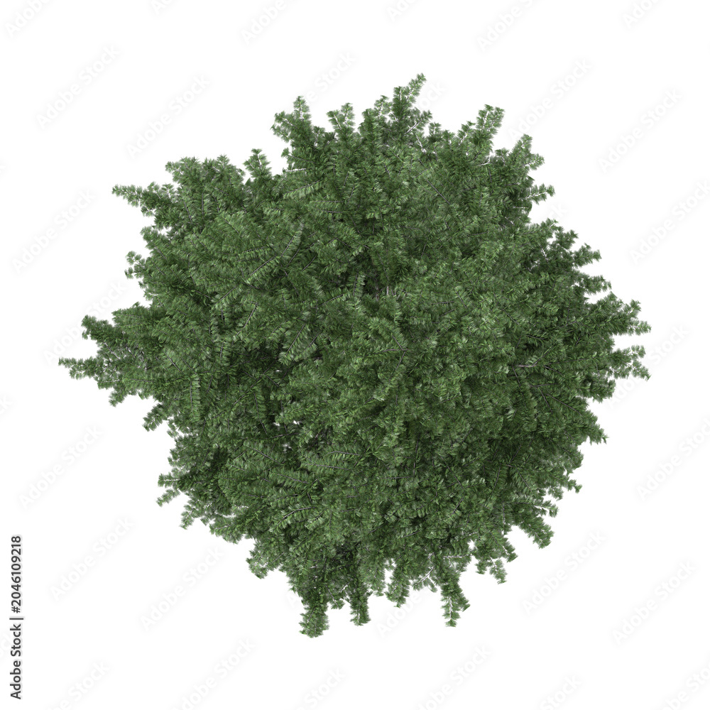 Obraz premium 3d rendering of Cedrus plant isolated on transparent Canvas from the top view