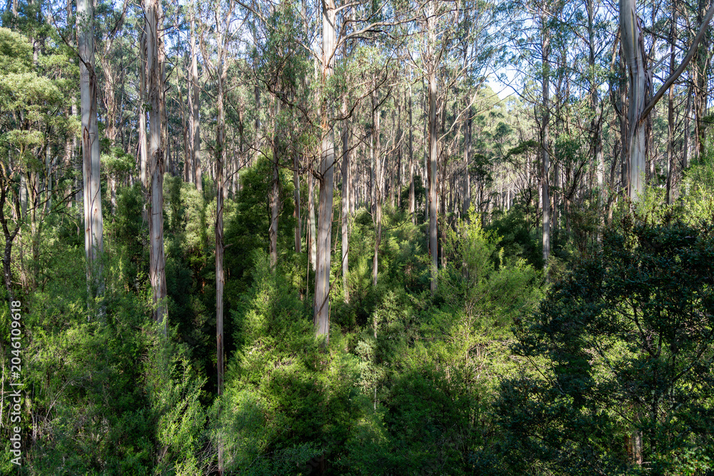 Fototapeta premium Eucalyptus forest in Great Otway National Park, Australia