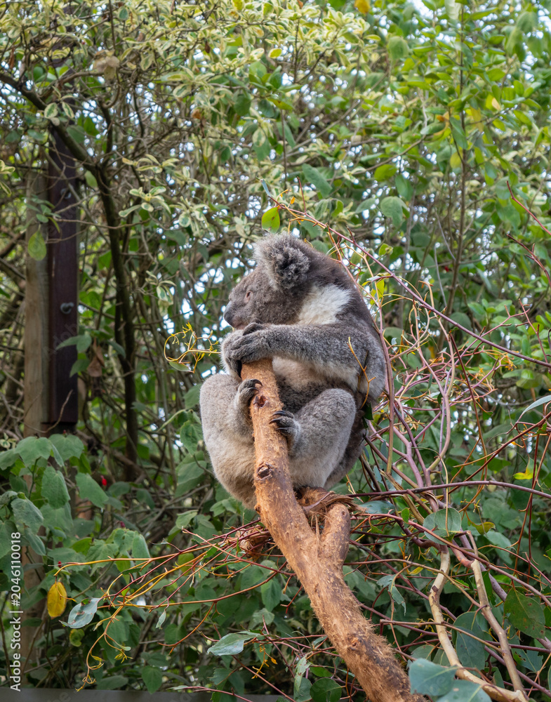 Obraz premium Two koalas resting on tree branches in Kangaroo Island, Australia