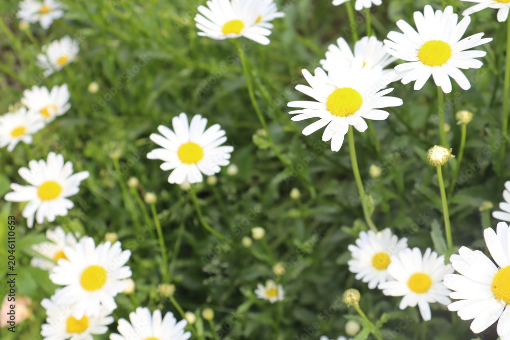Fototapeta premium daisies in the grass