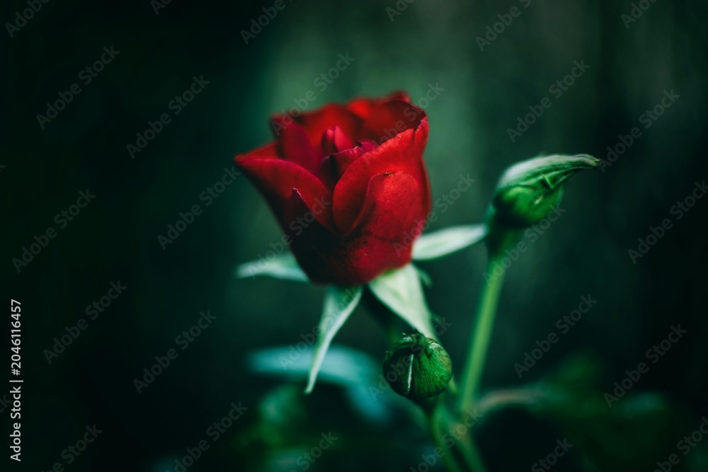 Fototapeta premium single red rose