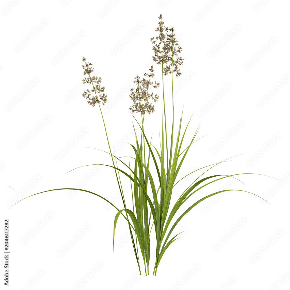 Fototapeta premium 3d rendering of green grass isolated on transparent Canvas
