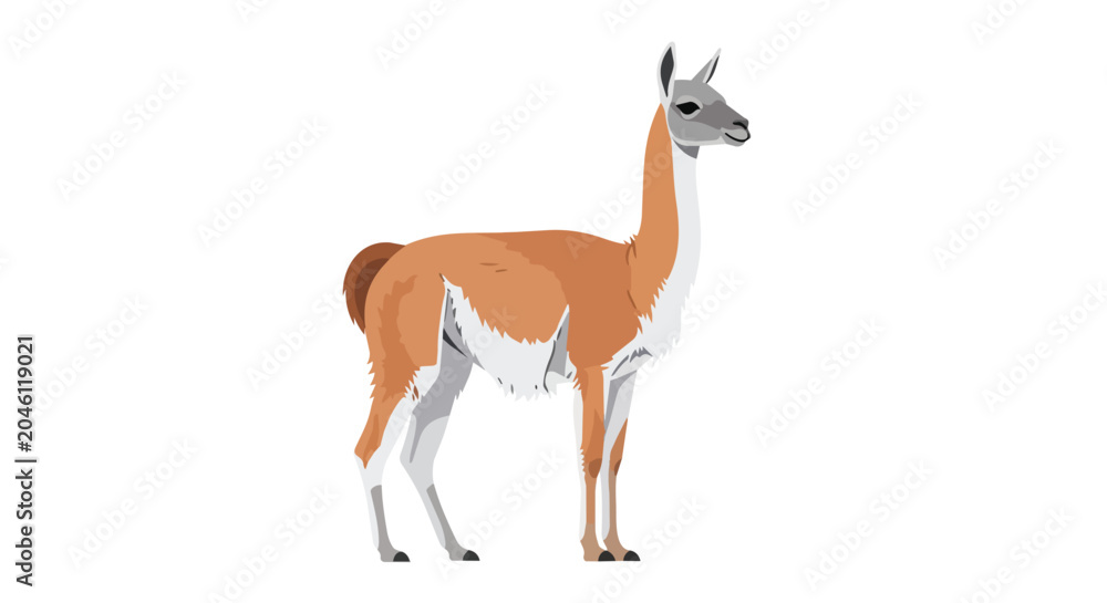Fototapeta premium Standing Guanaco Wild South American Camelid Illustration Isolated on White Background