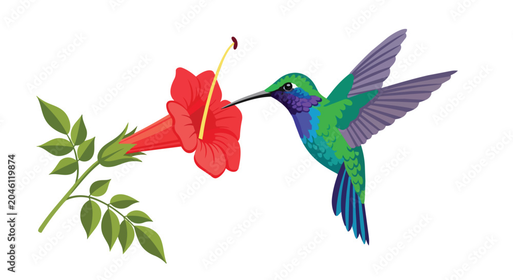 Fototapeta premium Beautiful Hummingbird Hovering and Drinking Nectar from a Tropical Red Flower Illustration Isolated on White