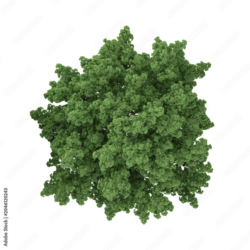 Fototapeta premium 3D rendering of saccharum plant on transparent background from the top view