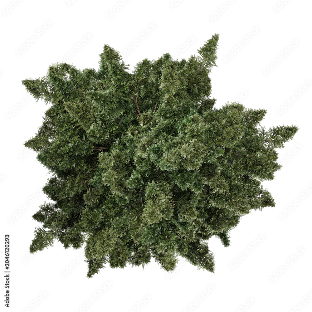 Fototapeta premium 3D rendering of Sciadopitys plant on transparent background from the top view