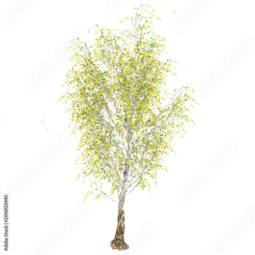 Foto 3D rendering of Silver birch plant on transparent background