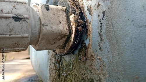 Honey bee drinking from a leaking agricultural water tank valve with failed sealant repair, Leaking Water Tank Joint with Rusty Corrosion and Algae Buildup