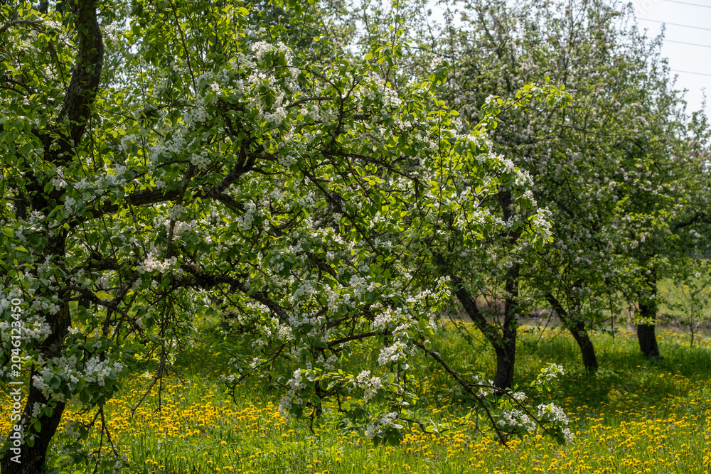 Fototapeta premium White cherry blossoms in foreground and background with fresh green leaves dandelion meadow and trees on a bright sunny May day