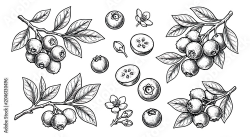 Schilderij op canvas Vintage blueberry sketch set, hand drawn botanical berry branches with leaves an