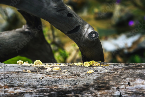 Photos Bracket fungi and crust fungi growing on old weathered grey log in nature