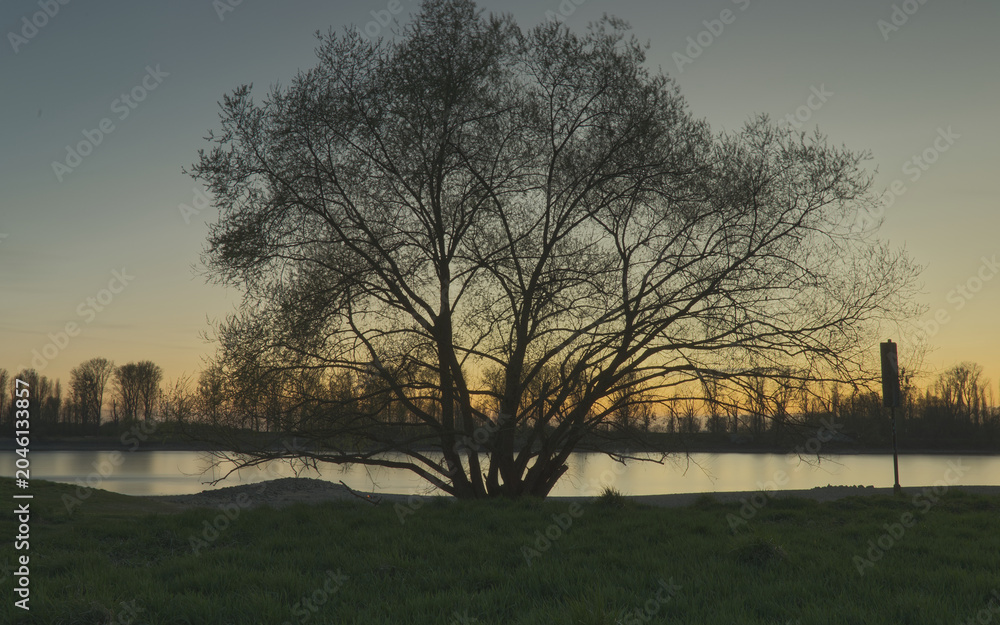 Naklejka premium Silhouette eines markanten Baumes am Rheinufer bei Sonnenuntergang