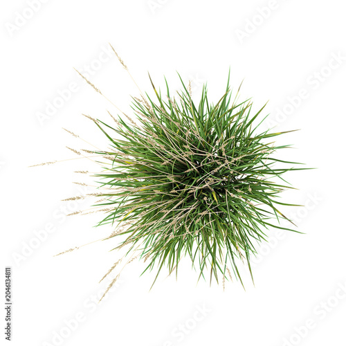 collection of Koeleria grass with realistic style from the top view