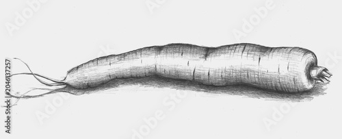 Detailed pencil sketch of a whole carrot lying on its side, showing realistic texture, fine root hairs and shadow on white background.
